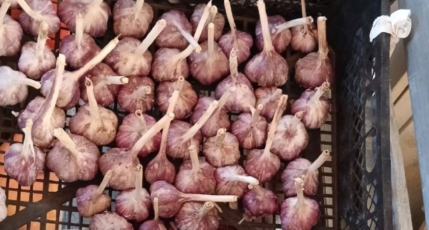 Подкормите этим чеснок в апреле - вымахает с кулак: листья не пожелтеют до августа