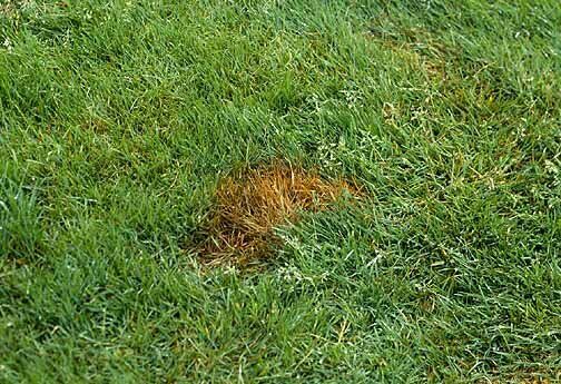 Как моча домашних животных может угрожать вашим растениям и что с этим делать