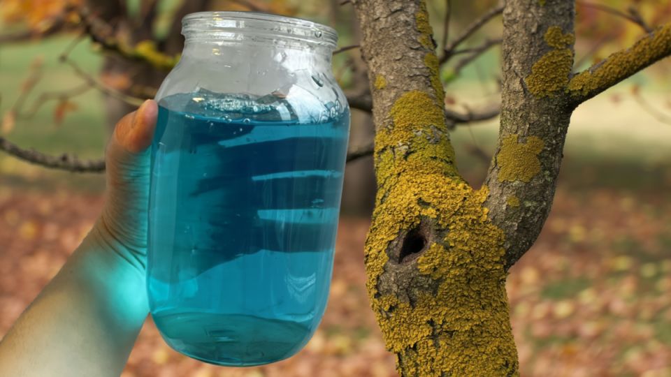 Как осенью избавиться от мха и лишайников: простые и эффективные решения для защиты вашего сада