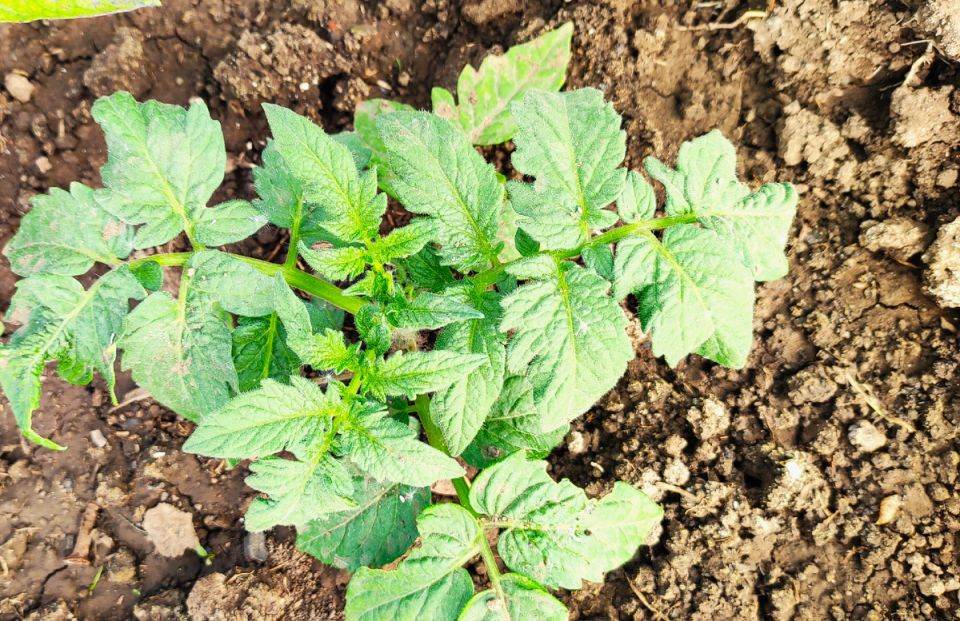 Как спасти вашу рассаду от истощения и вытягивания