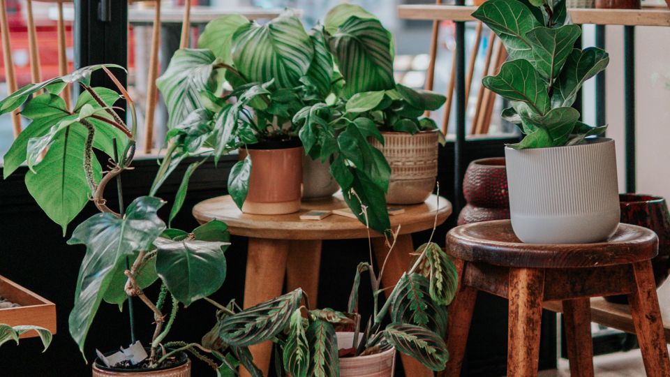 Дачники не выбрасывают землю из цветочных горшков: пригодится в огороде