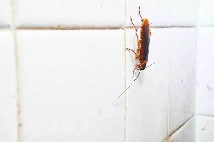Возвращение тараканов: как защитить свой дом?