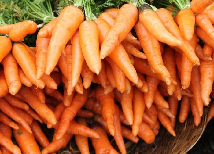 Как выбрать морковь, которая выдержит любые испытания природы