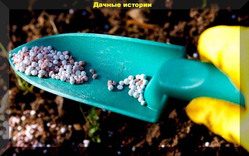 Ошибки осенней подкормки: как не испортить урожай будущего года