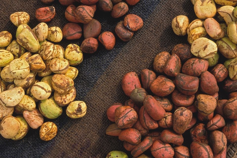 Таинственная история орехов кола: от древних легенд до современного напитка