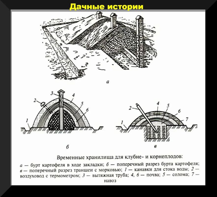 Как сохранить свеклу и морковь: секреты зимнего хранения корнеплодов