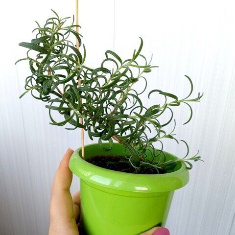 Розмарин на вашем подоконнике: секреты успешного выращивания ароматной пряности