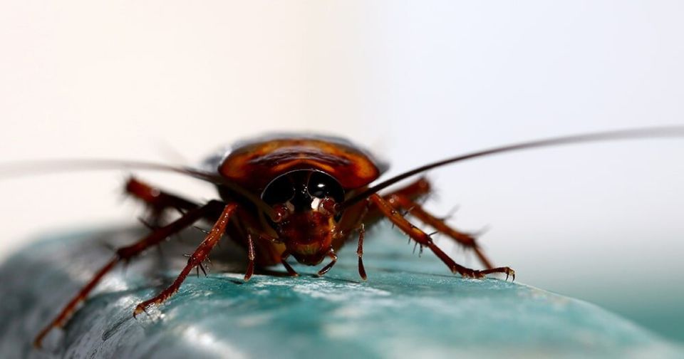 Почему тараканы кажутся неубиваемыми: удивительные факты о живучести насекомых