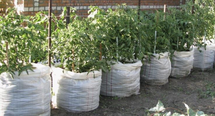 Удивительные методы посадки овощей: от мешков до бочек