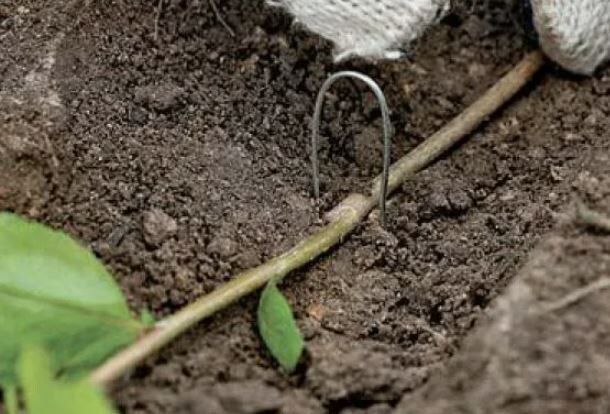 Эффективное размножение сирени: секреты и советы