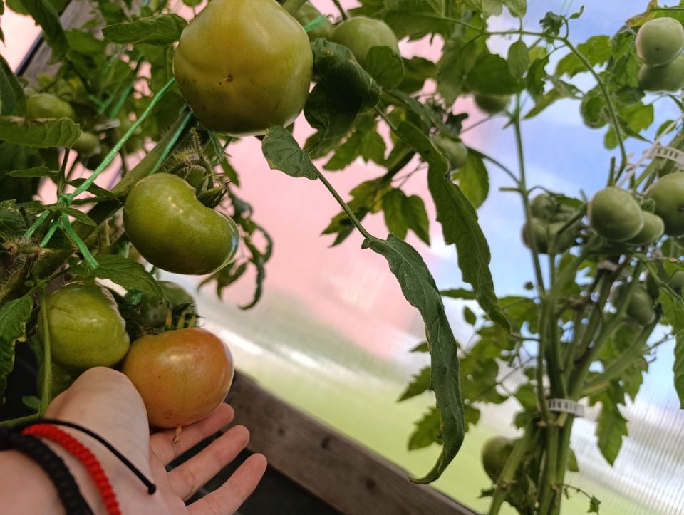 Как ускорить созревание помидоров: секреты раннего урожая