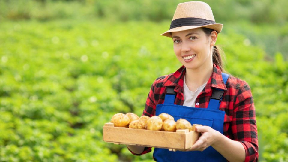 Картофель останется свежим и не заплесневеет: пролежит месяцы благодаря ловкому трюку