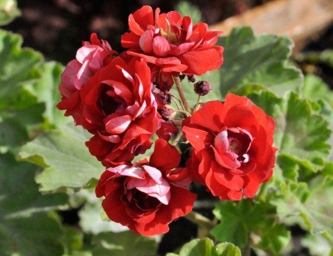 Как правильно вырастить пеларгонию на рассаду