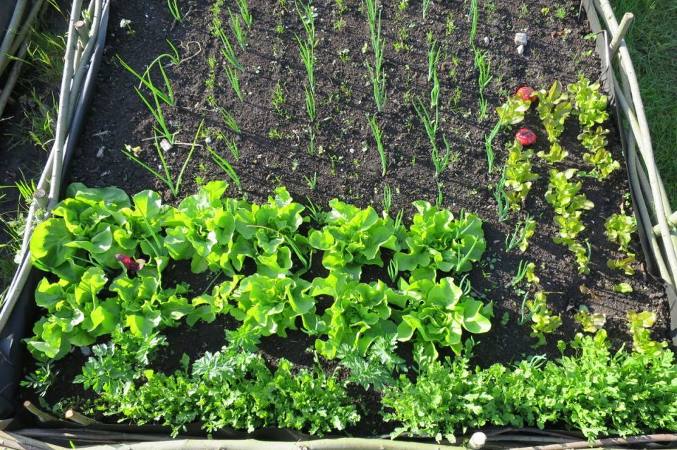 Как вырастить овощи без лишних хлопот: секреты малоуходного огорода