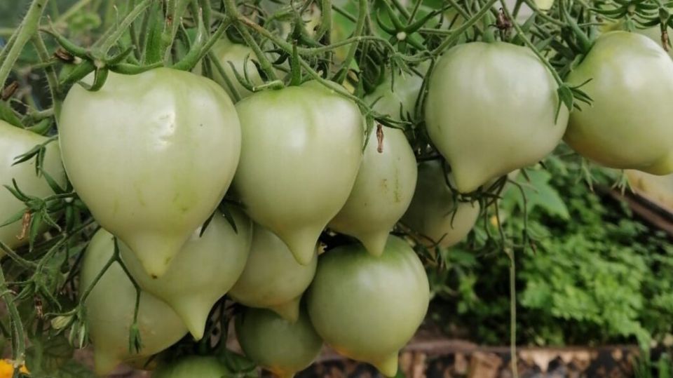 Топ-5 томатов, которые не подведут: сорта, устойчивая к болезням