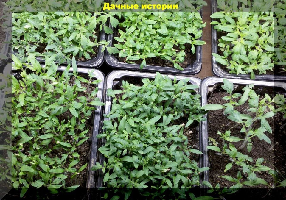 ������� ��������� ����������� ������� �������: �������� ��� ������� ���������