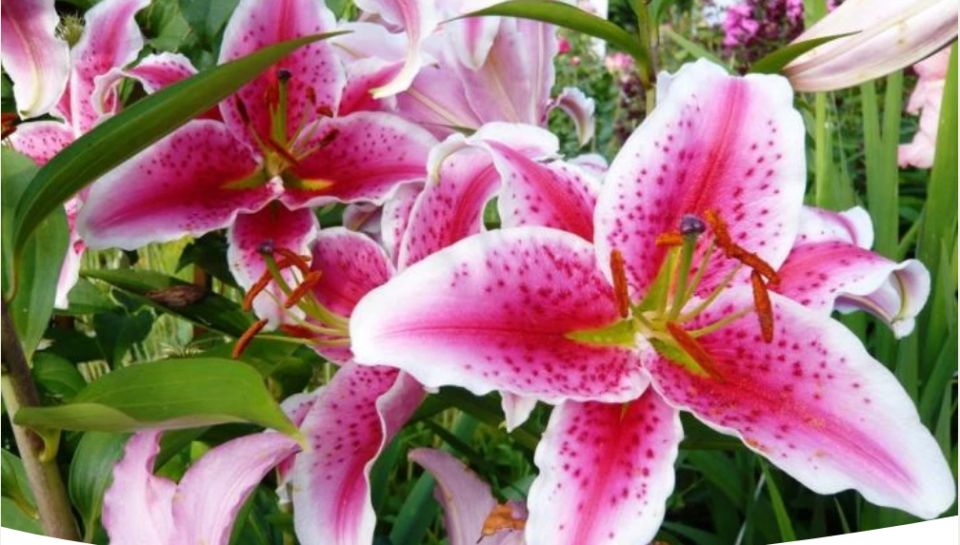 ����� ��������� �����: ��� ������� � ��������� ��� ������������ �����