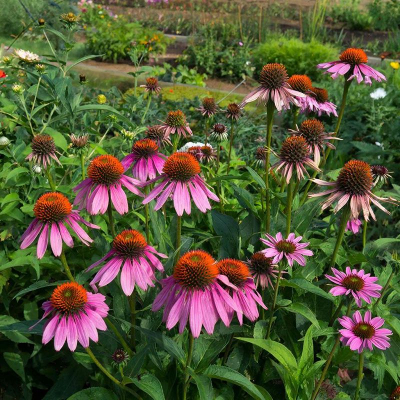 Эхинацея: как украсить сад и поддержать здоровье с лёгкостью