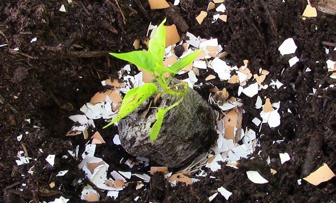 ������ ��������: ���� � ���������� ��� ������ �������