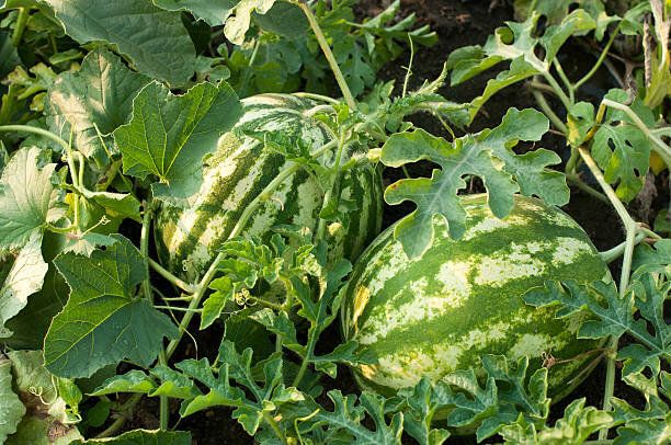 ��� ��������� ������� ������ � ������� ������: ������� ������