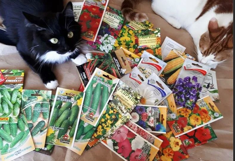 ��� �� ����� ������� ��� ������� �����: ������ ��� ��������