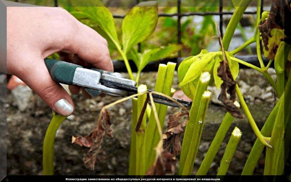 ���������� ������ � ����: ������ �� ����� � ���������