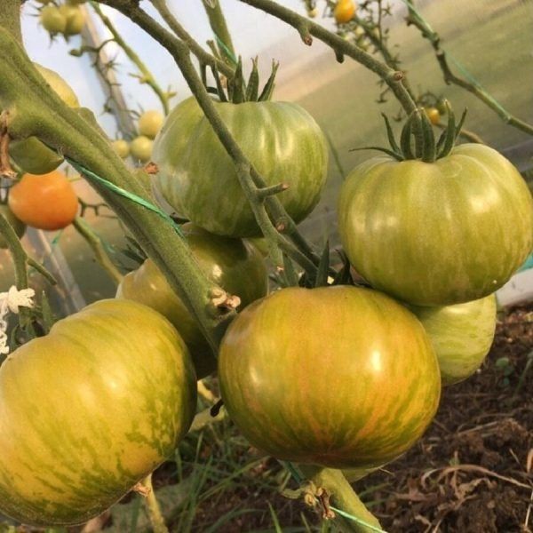 �������� ������ �������: �������� ������� � ���������� ������ � ��������