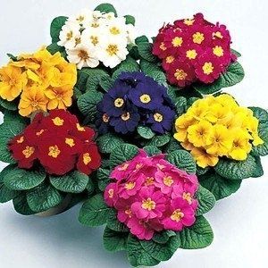 ����� �������: ������������ � ���� �� ������������