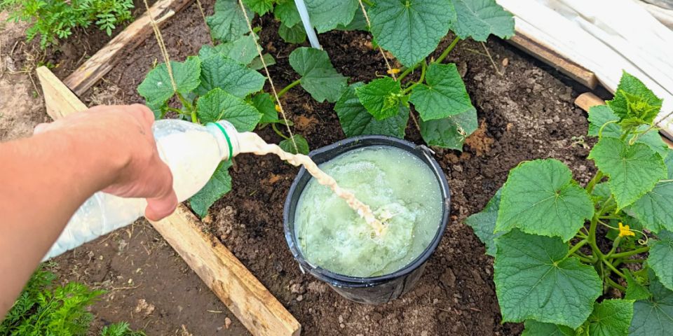 ��� �������� ����� ������� �� ����� � ������� ������� ���������