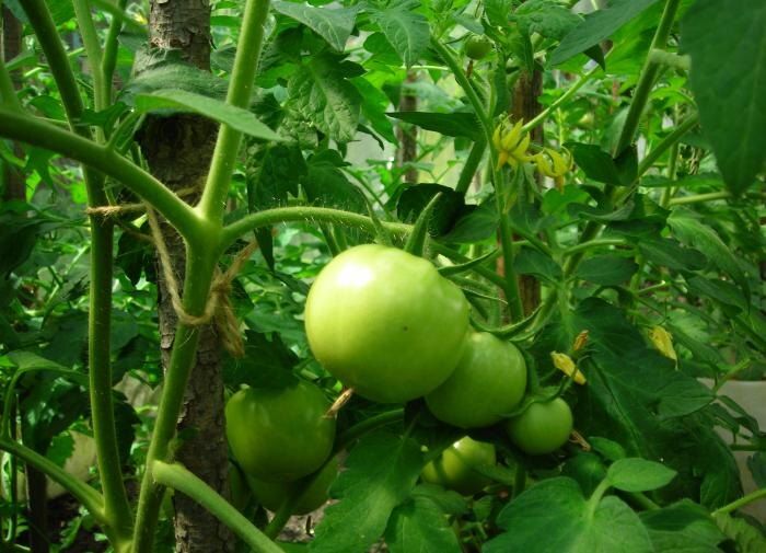 ��������� ������ ���������: ������� � �������