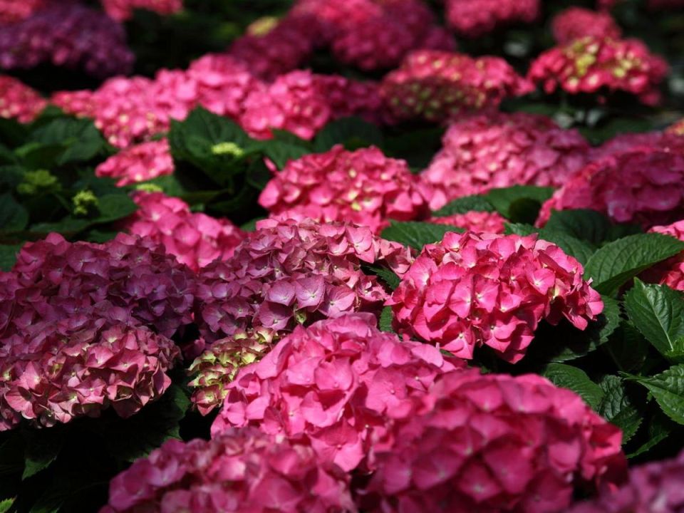 ��� ���������� ���������: ������� ��������� ����������