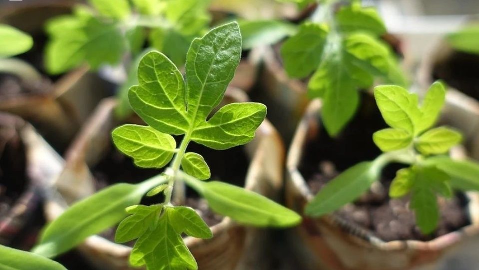 ����������� ��������� ��� ����������� ����������� � ����� ��������� ����������� �������!