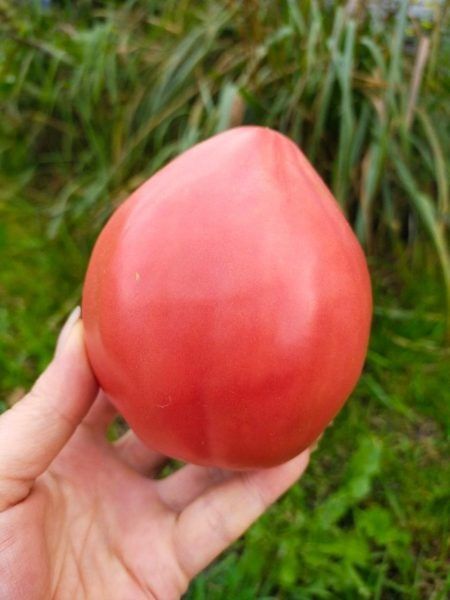 ��������� ��������� ������ ����: ���������� ������ � ����������� ����������