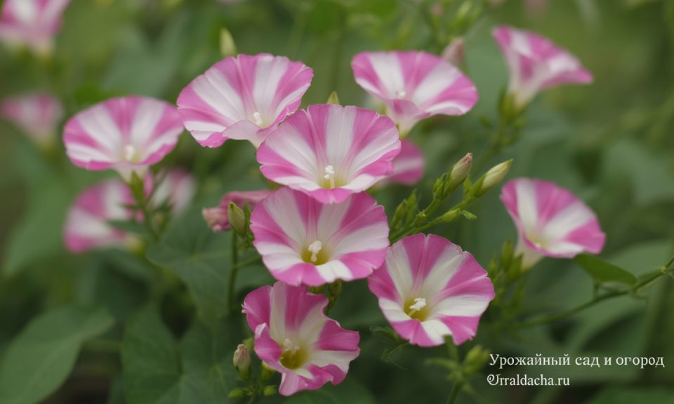 ��� ���������� ���������� � �������: ������� ��������� �������