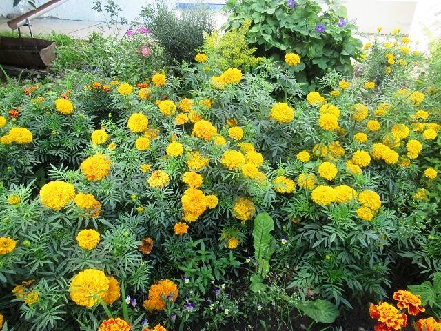 Как бархатцы спасают дачные участки от кротов и вредителей