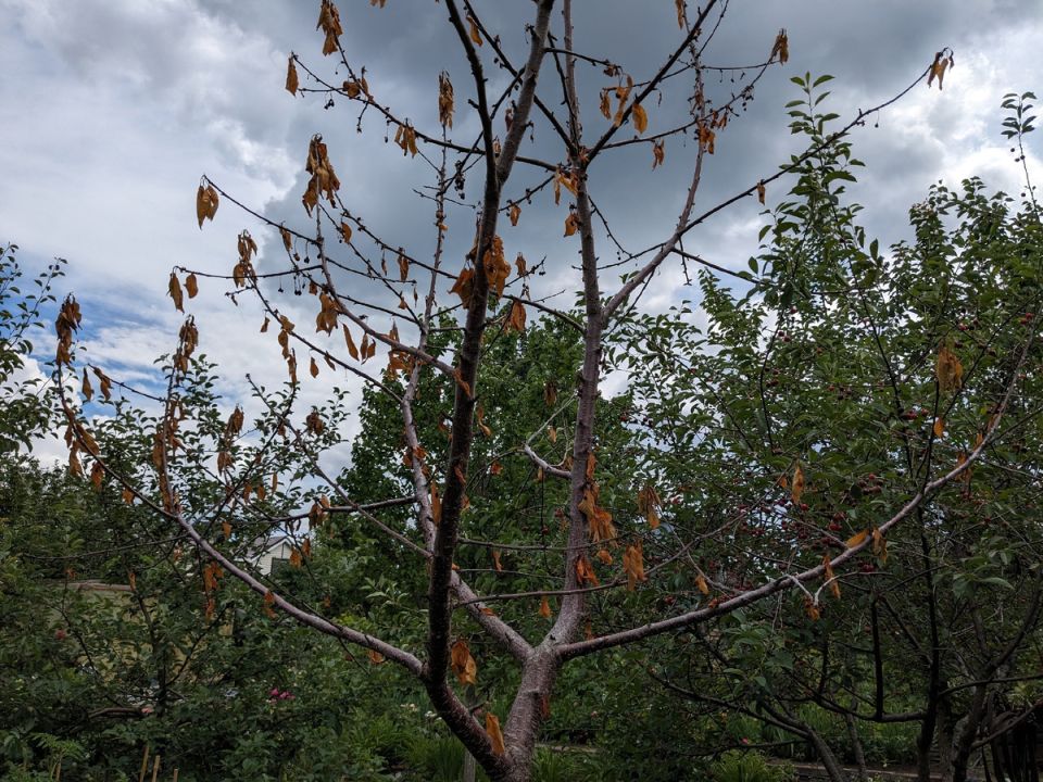 Тайны утраченной черешни: что revealed в ее корнях?