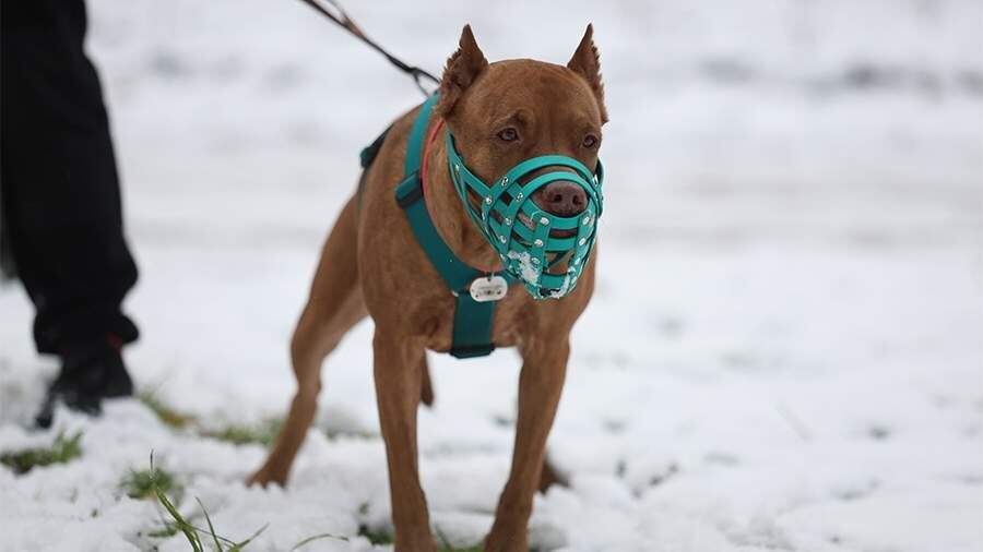 МВД предложено получить новые полномочия для контроля за содержанием животных