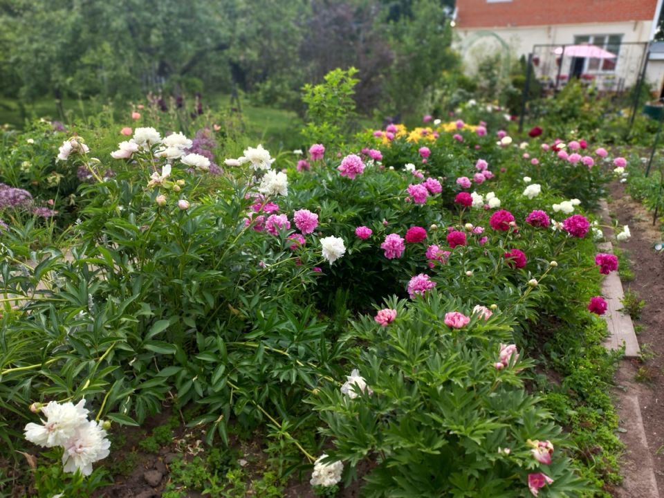 ������������ ��������: ��������� �� 100 ������ ������