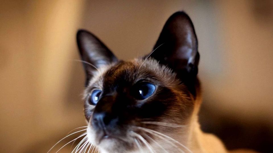 Разнообразие кошачьей натуры: породы, которые легко меняют хозяев