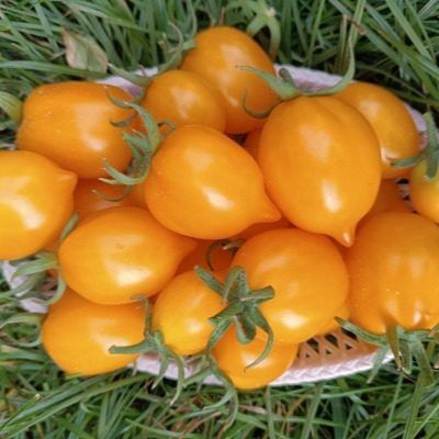 Лимонадный Джо: солнечный лимоновый томат для поседневной кухни