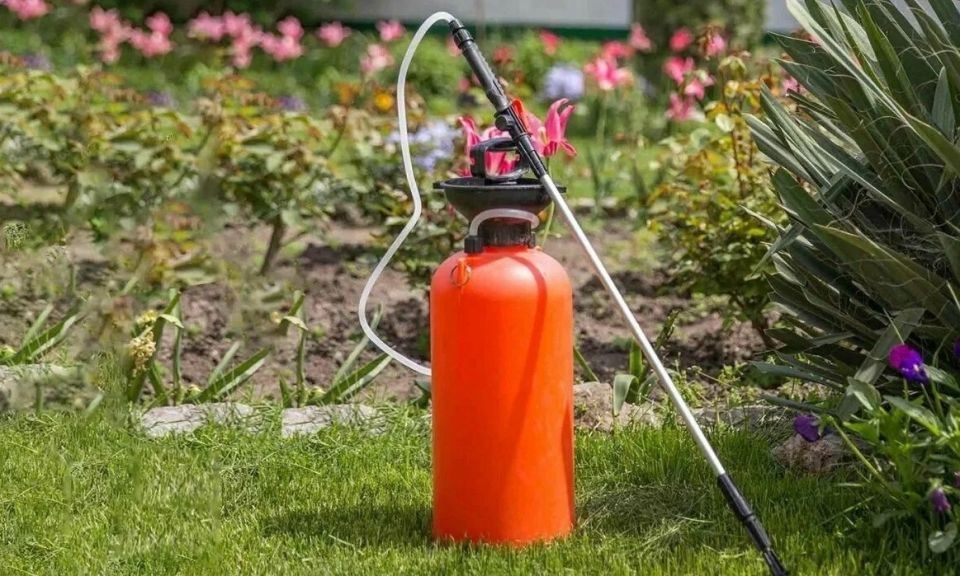 Как летом защитить сад и цветник от болезней и вредителей без лишнего суеты