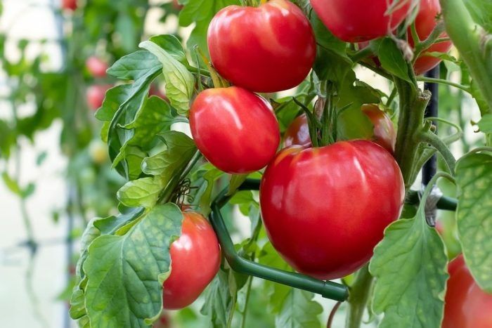 Томат Астана: спокойная находка для открытого грунта и заготовок