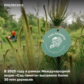 В 2025 году к шестому сезону Международной акции «Сад памяти» присоединились во всех регионах страны
