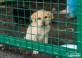В столице Северной Осетии во Владпитомнике проходит акция «Найди четвероногого друга»