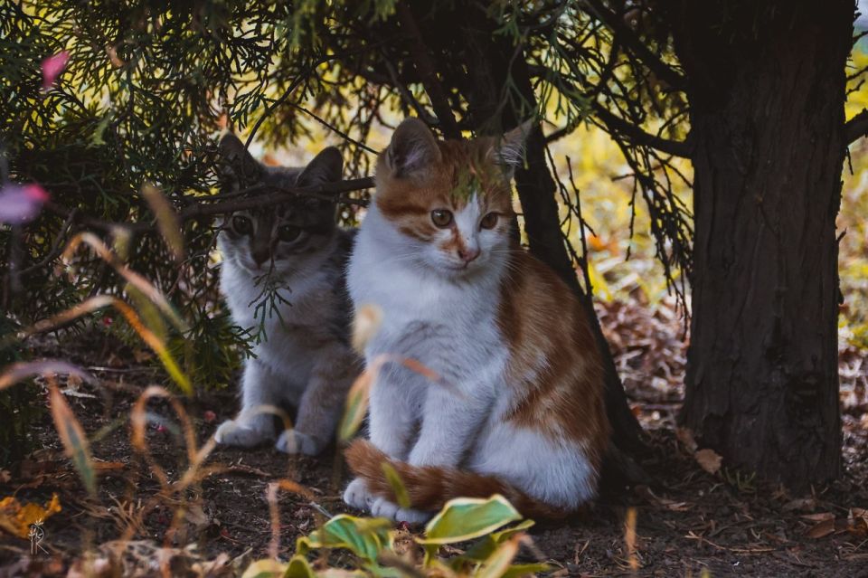  , !.    !