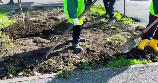 На аллее в микрорайоне "Московский" высадили 40 молодых дубов и кленов