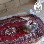 Зооволонтёр из Северной Осетии осталась без дома и теперь пытается пристроить живущих у неё кошек