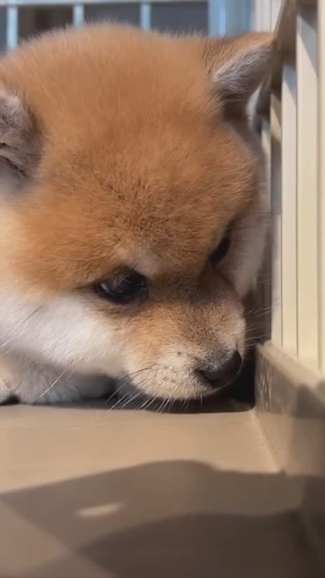 С 21 по 28 октября шесть собак из приютов Северной Осетию обрели новый дом.