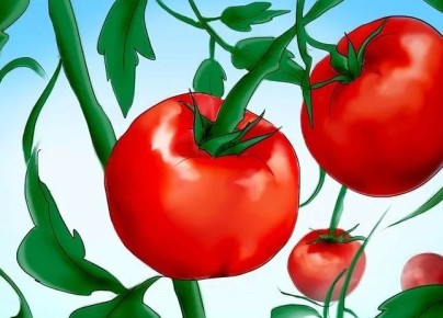 Тайны томатов: как избежать распространенных ошибок при их выращивании