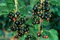 Разгадка успеха черной смородины Дар Смольяниновой